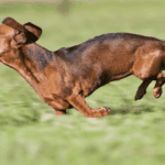 How Fast Can a Dachshund Run? Is Running Bad for Dachshunds?
