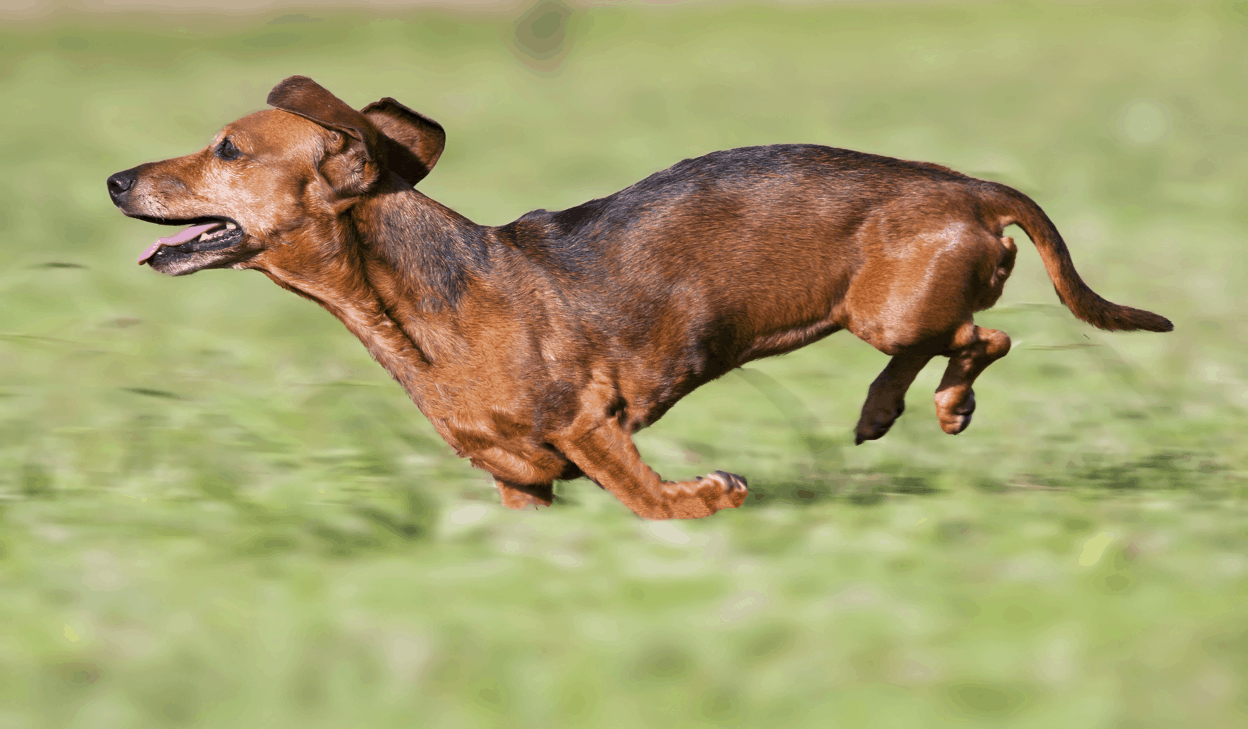 How fast shop are dachshunds