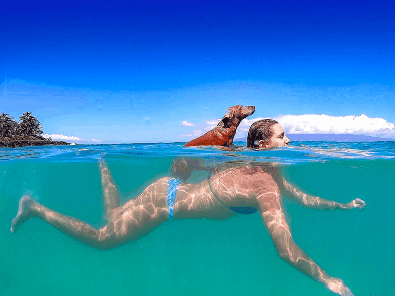 Is Your Dachshund Good Swimmer
