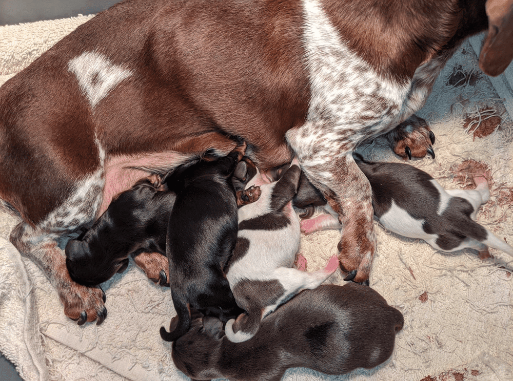 miniature Dachshund puppies in Missouri