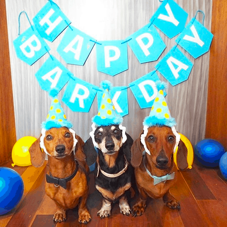 Lifespan Of A Dachshund