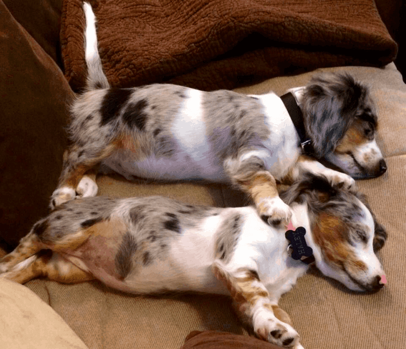 Long Haired Double Dapple Dachshund Puppies