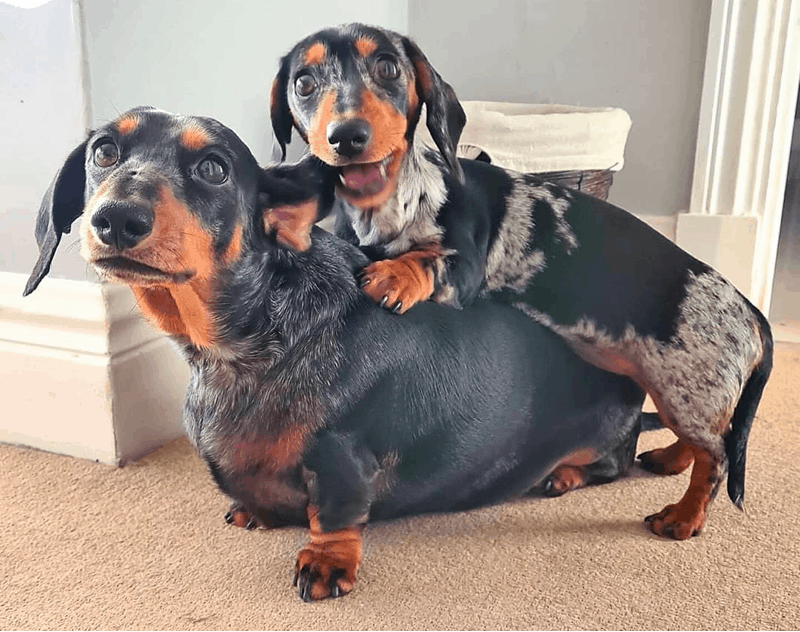 Miniature Vs. Standard Dachshund