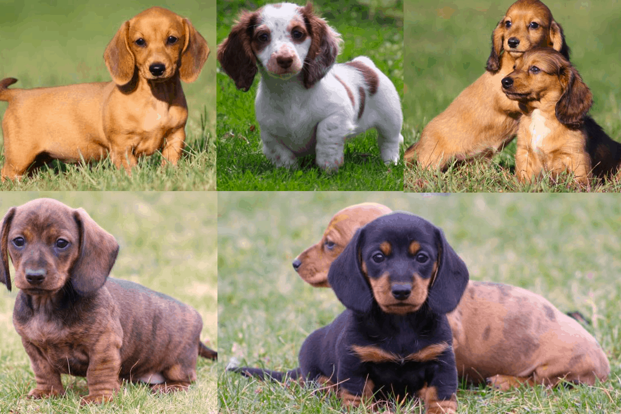 Mom Dachshunds Breeder in Ohio