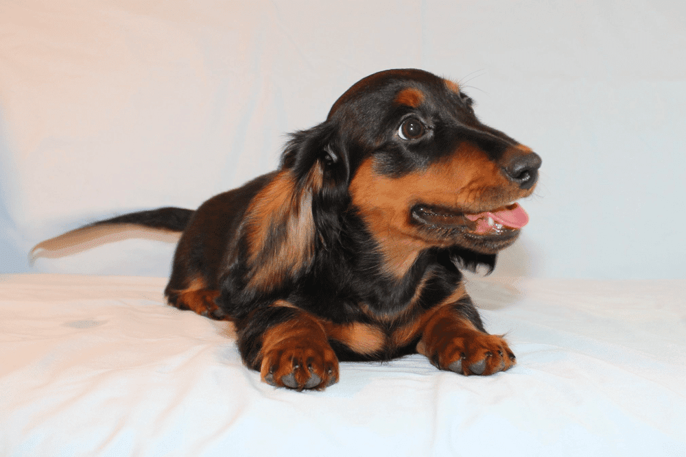 Mooney Dogwood Hills Dachshunds