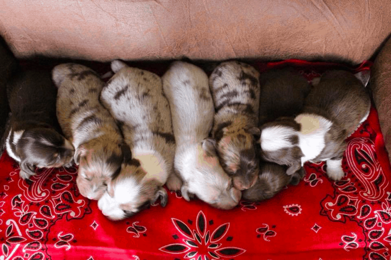 Muddy River Dachshunds Breeder in Texas