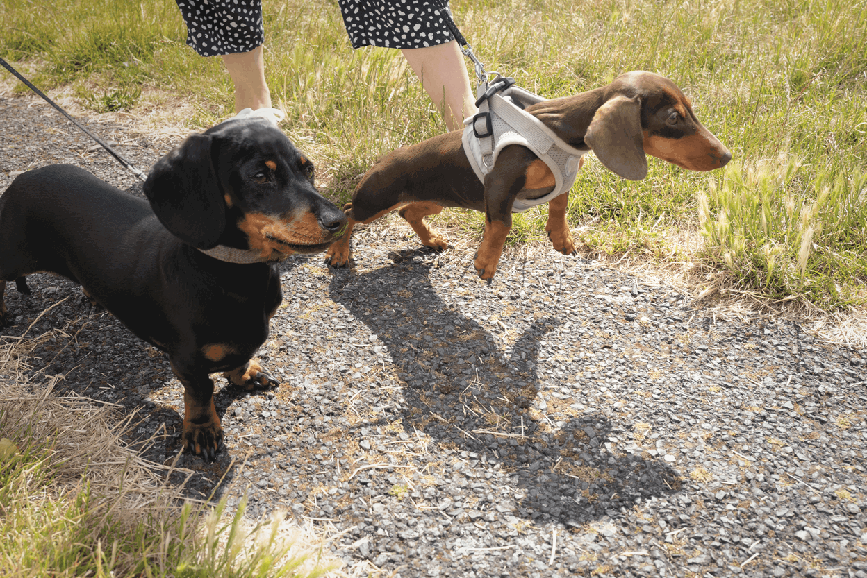 No Pull Dog Harness for Dachshund