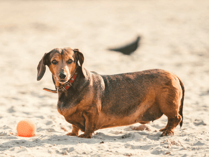 Overweight Dachshund