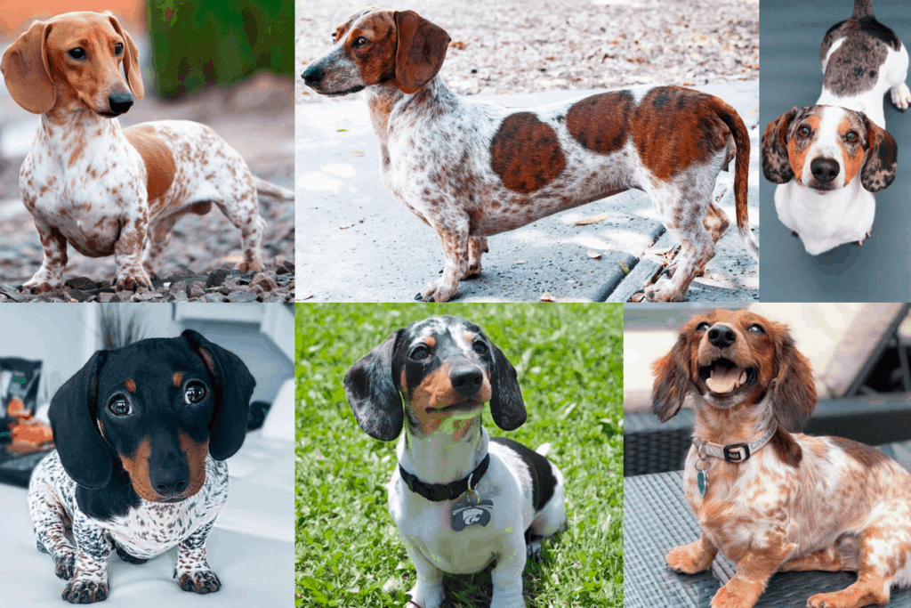 Piebald Dachshunds