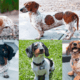 Piebald Dachshunds