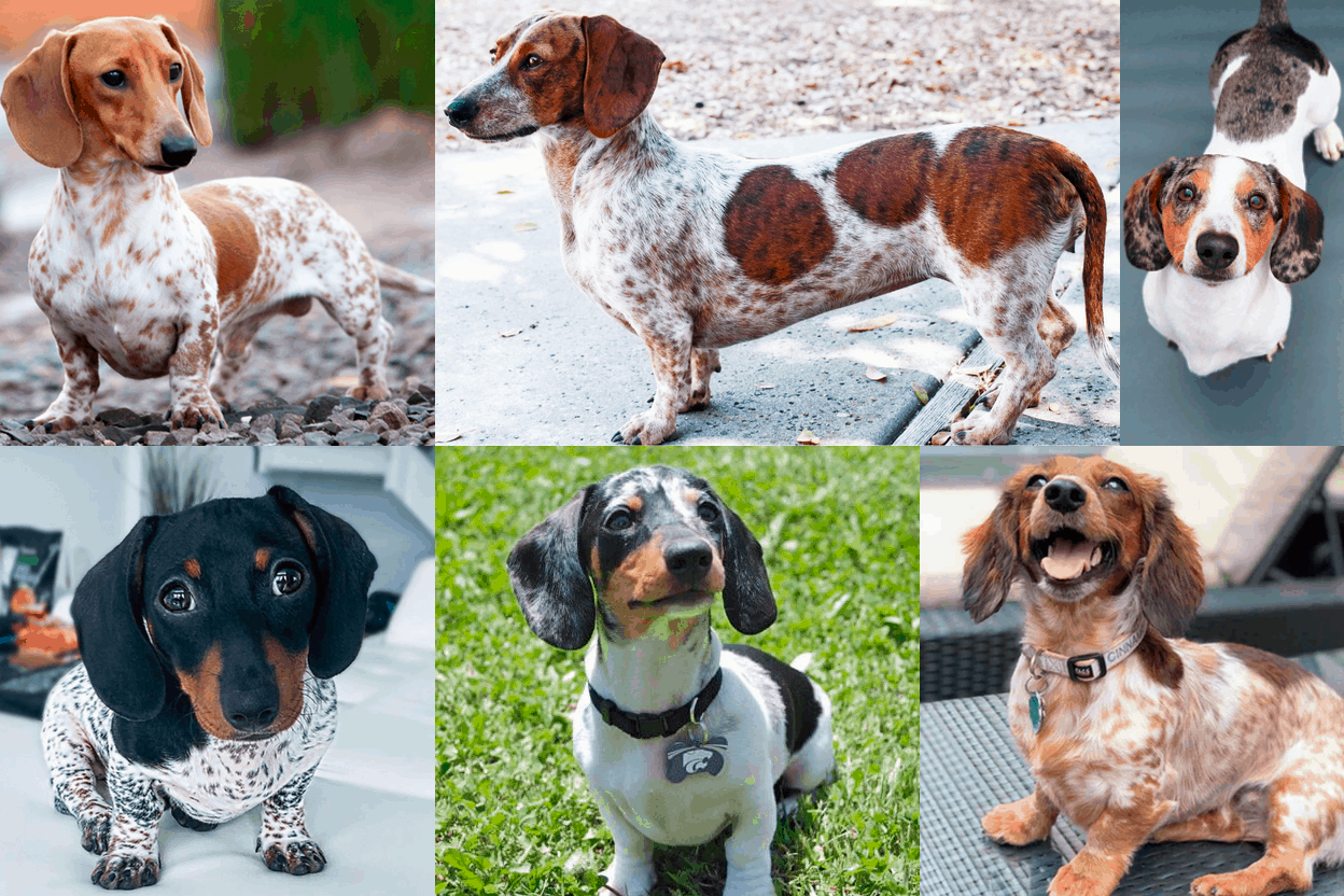 Piebald Dachshund - Temperament, Health, Costs And Pictures