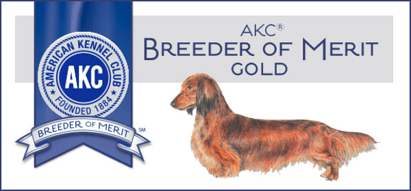 Professional Dachshund Breeder