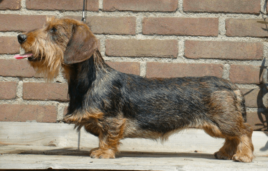 Rabbit wire-haired Dachshund