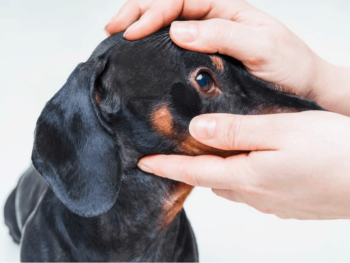 Red Eyes in Dachshunds