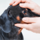 Red Eyes in Dachshunds