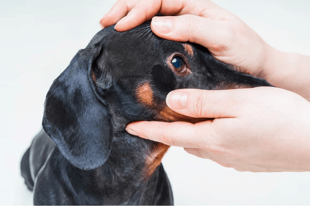 Red Eyes in Dachshunds