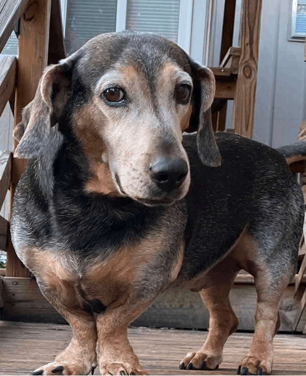 Senior Basschshund