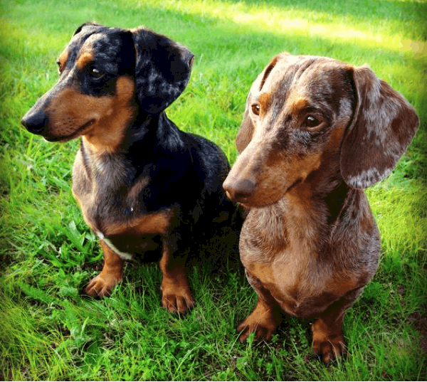 Silver Dapple and Red Dapple Dachshunds