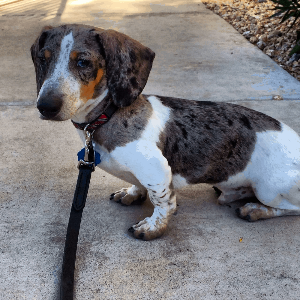 Silver dapple piebald Miniature Dachshund