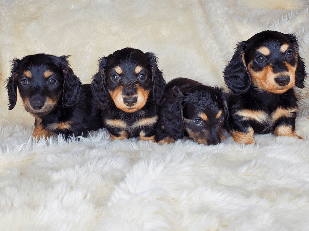 Songcatcher Dachshunds