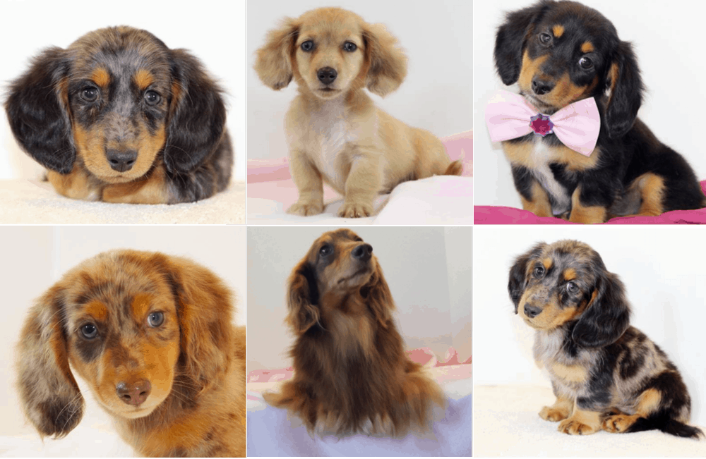 Southern Style Dachshund Puppies in Missouri