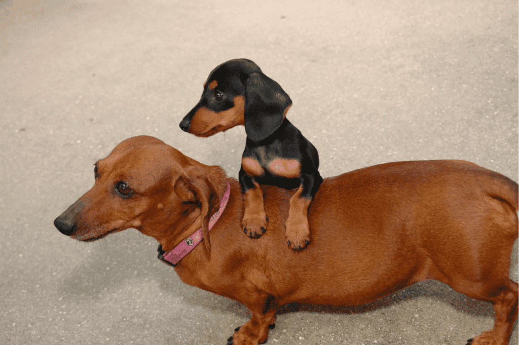 Standard and Mini Dachshund