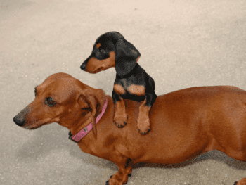 Standard and Mini Dachshund