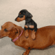 Standard and Mini Dachshund