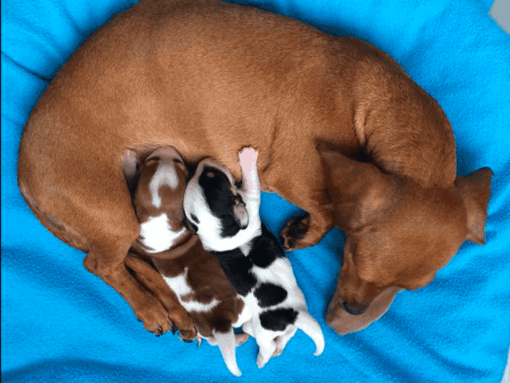 Texas Country Dachshund Breeder