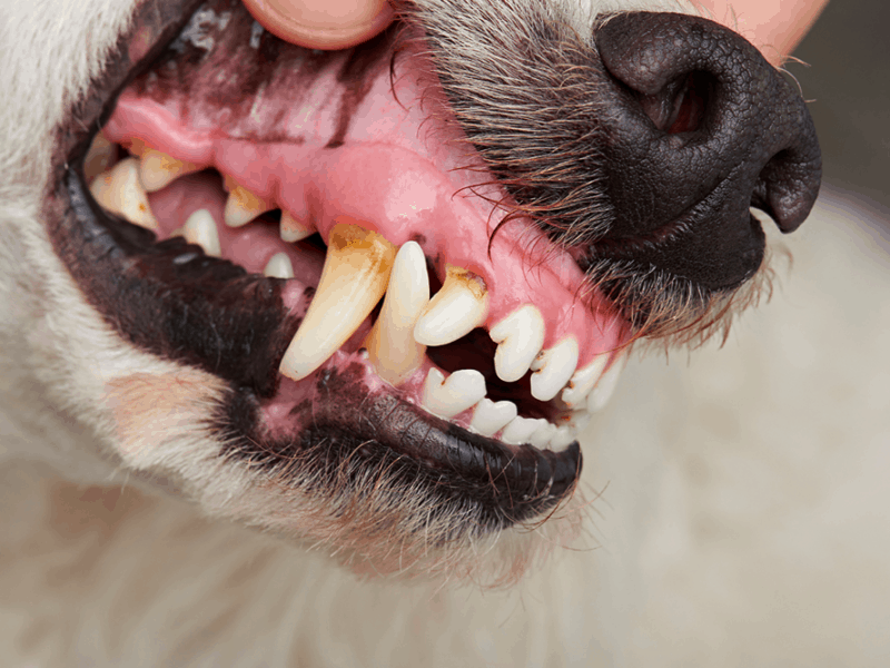Tooth abscesses in dachshunds