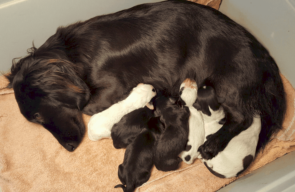 Wades Weiners Dachshund Breeder in Missouri