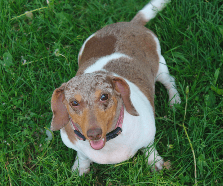What is a Piebald Dachshund