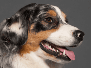 Why Does my Dachshunds Have Bad Breath