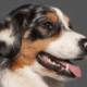 Why Does my Dachshunds Have Bad Breath