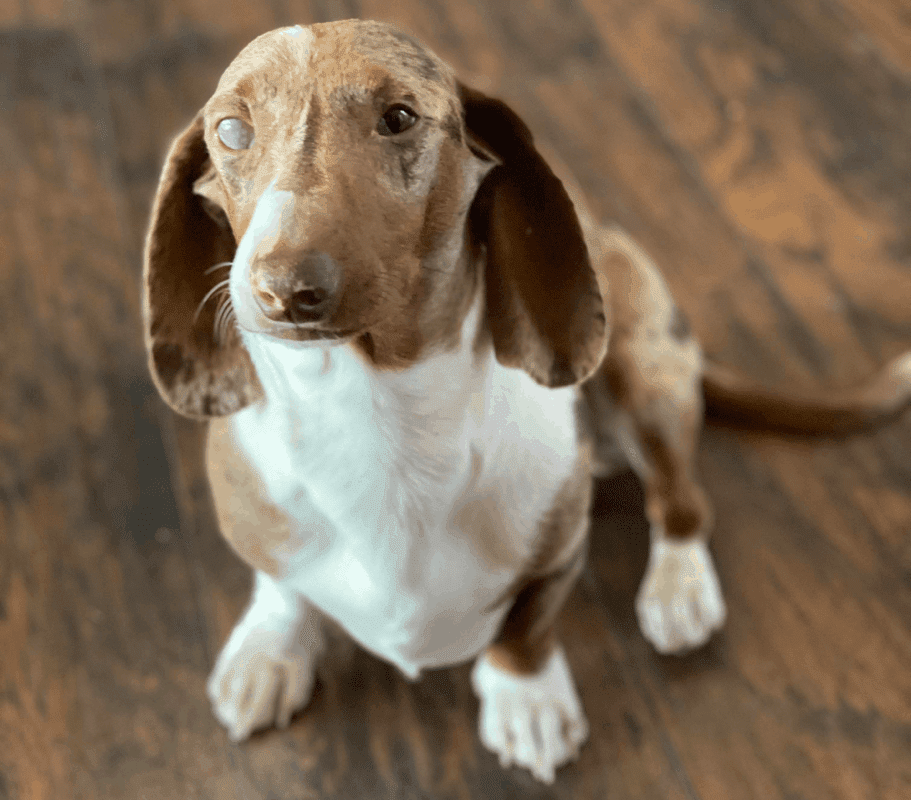 blind 3 legged double dapple dachshund