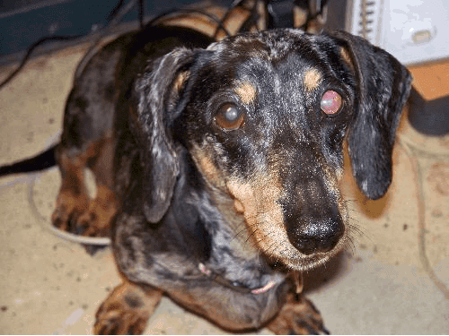 cataracts in dachshunds