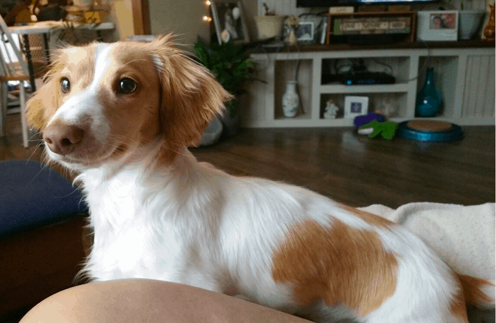 cream piebald long-haired miniature dachshund