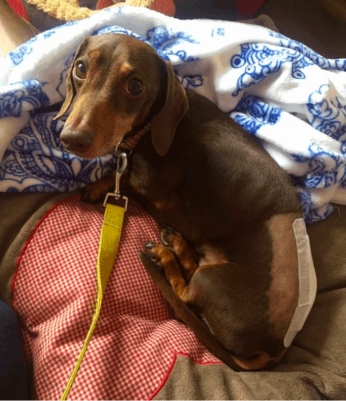 dachshund after back surgery
