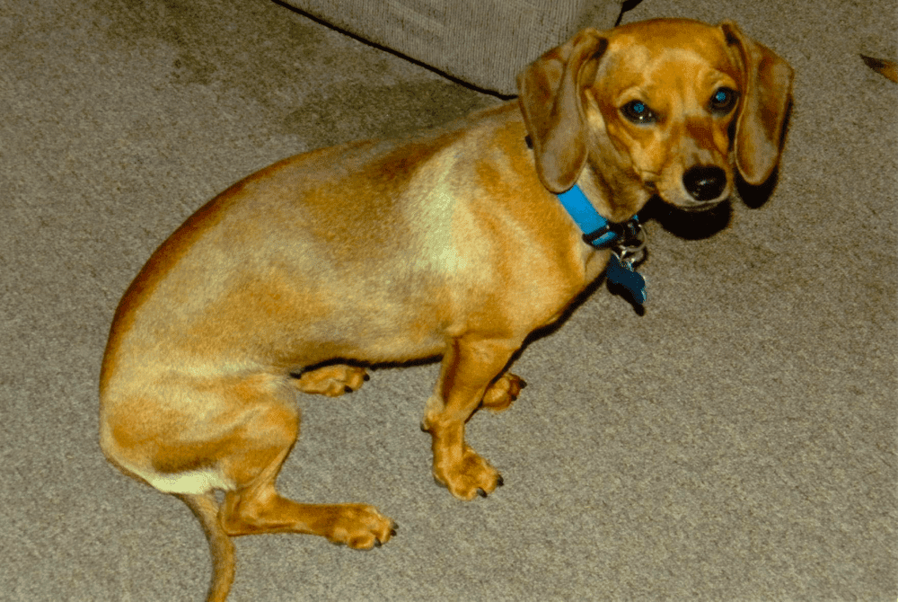 dachshund back legs not working