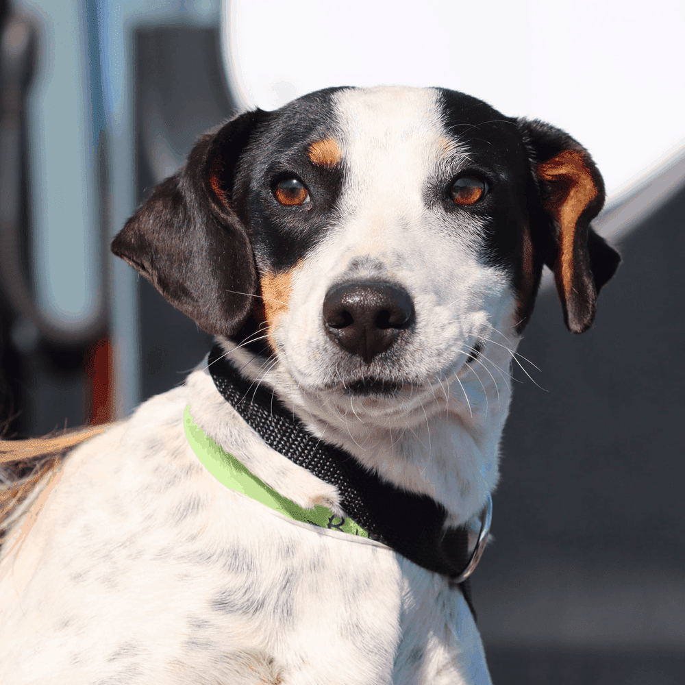 dachshund basset hound mix