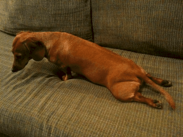 dachshund can not move his back legs