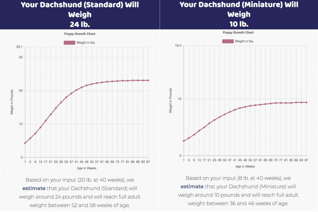 dachshund growth chart