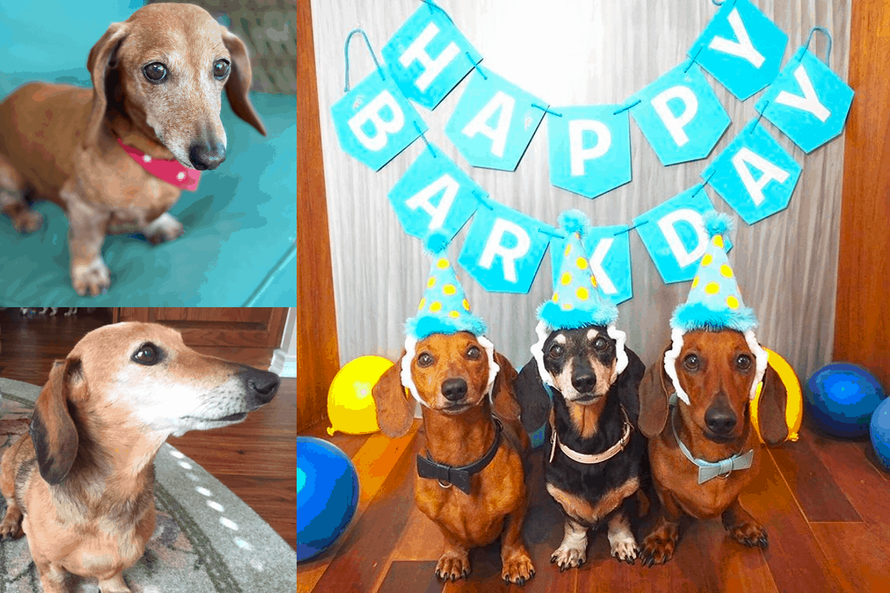 What Factors Determine The Lifespan of a Dachshund?