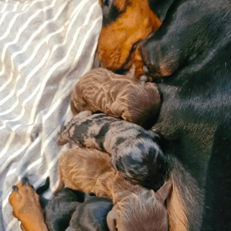 dapple dachshund breeders