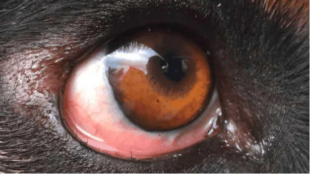 distichiasis in miniature dachshunds