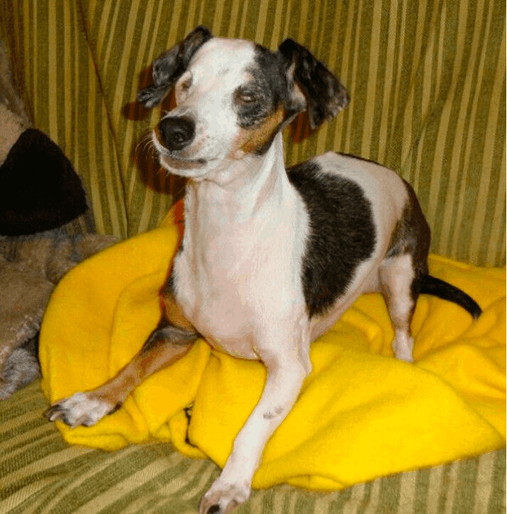 double dapple Dachshund microphthalmia