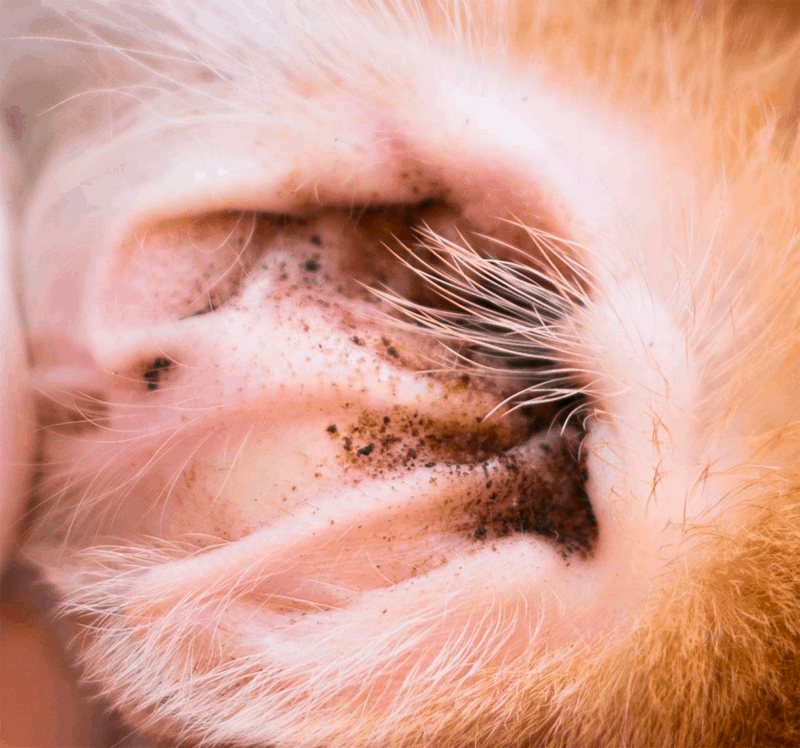 ear mites in dachshunds