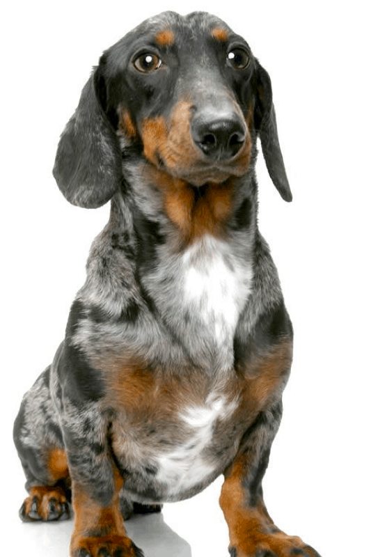 Dapple Dachshunds – Temperament, Health, Costs and Pictures Dapple Dachshunds – Temperament, Health, Costs And Pictures
