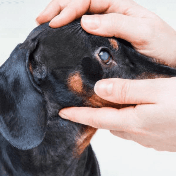 glaucoma in dachshund