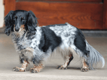 long haired dapple dachshund